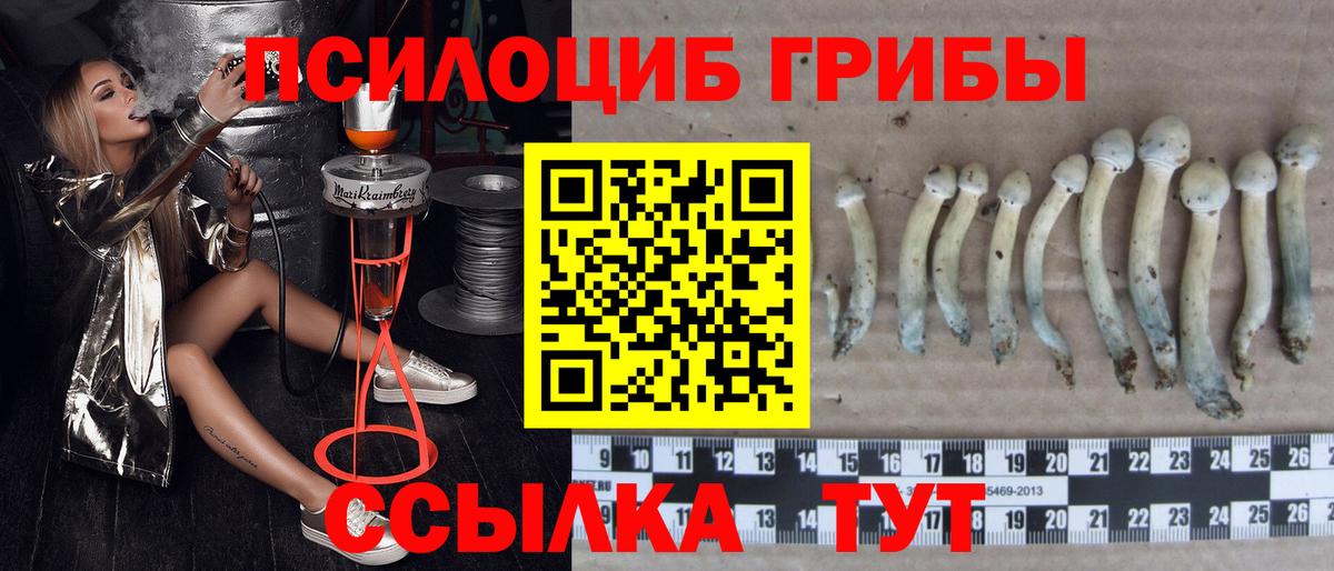 Псилоцибиновые грибы мицелий Мыски